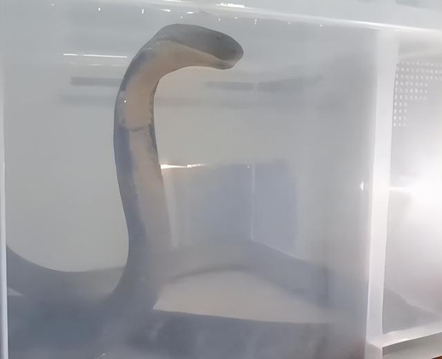 大家第一次看见蟑螂是什么反应（厦门海关截获2000只活蟑螂）(22)