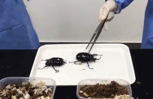 大家第一次看见蟑螂是什么反应（厦门海关截获2000只活蟑螂）(12)