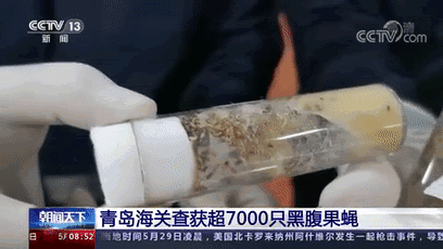大家第一次看见蟑螂是什么反应（厦门海关截获2000只活蟑螂）(17)
