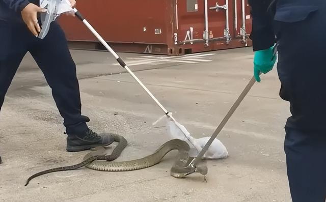 大家第一次看见蟑螂是什么反应（厦门海关截获2000只活蟑螂）(24)