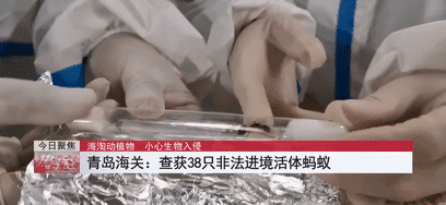 大家第一次看见蟑螂是什么反应（厦门海关截获2000只活蟑螂）(16)