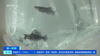 大家第一次看见蟑螂是什么反应（厦门海关截获2000只活蟑螂）(27)