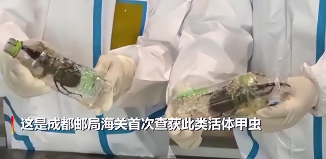 大家第一次看见蟑螂是什么反应（厦门海关截获2000只活蟑螂）(9)