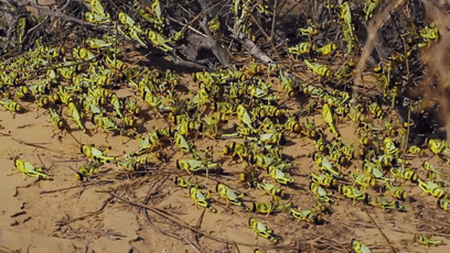 大家第一次看见蟑螂是什么反应（厦门海关截获2000只活蟑螂）(21)