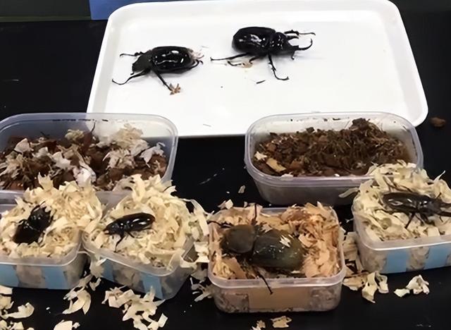 大家第一次看见蟑螂是什么反应（厦门海关截获2000只活蟑螂）(11)