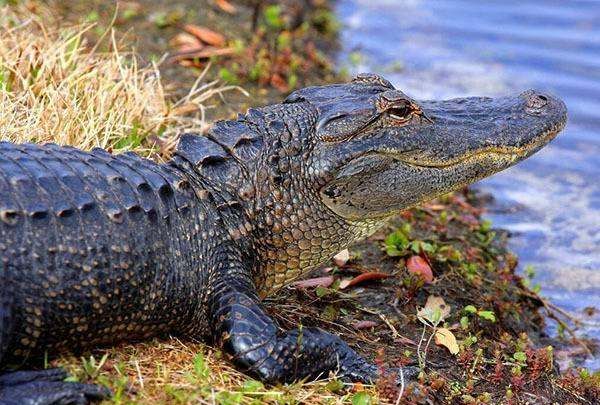 湖北简称鄂的由来,湖北简称为什么叫鄂怎么读图5