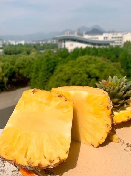 吃菠萝是什么梗 吃菠萝嘴巴刺痛是什么原因