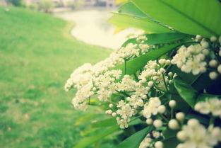 石楠花为什么叫最污花 闻到男孩子身上有石楠花味很污