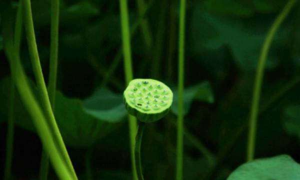 种子的传播方法,各种种子传播的方法图6