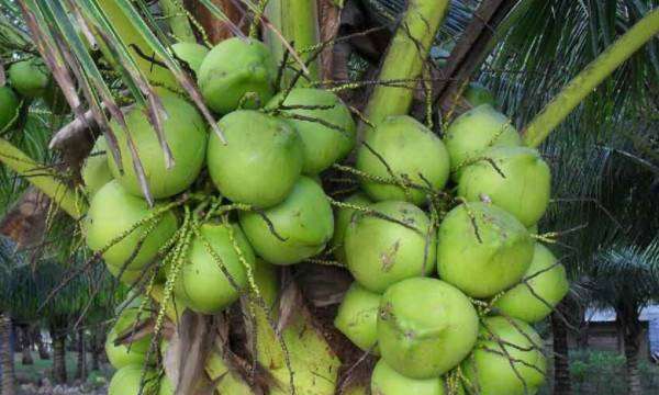 种子的传播方法,各种种子传播的方法图3