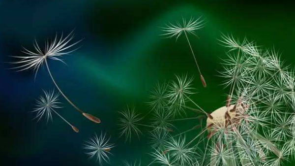 种子的传播方法,各种种子传播的方法图13