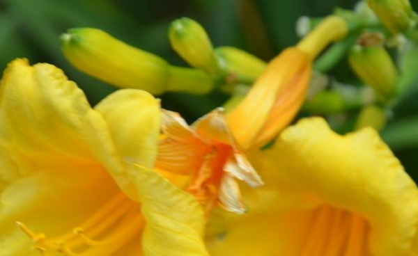 母亲节什么时候,什么时候母亲节图5