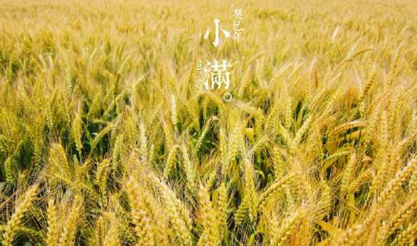 小满是什么季节,小满是什么节气图4