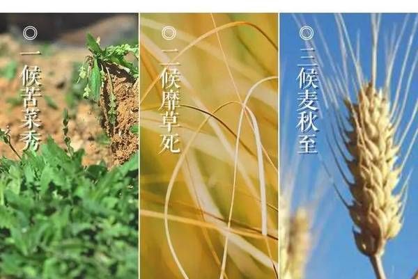 小满是什么节气