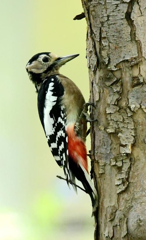 啄木鸟有哪些特点和本领