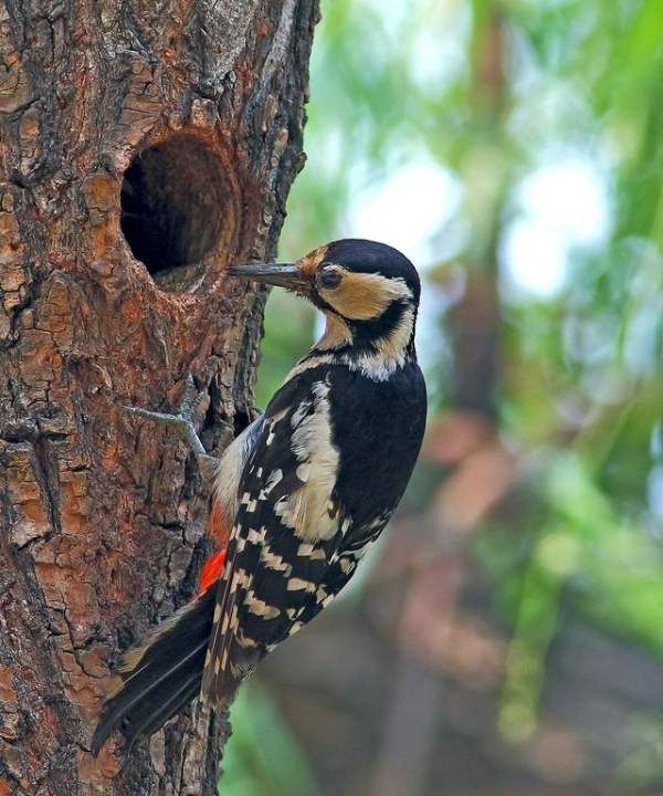 啄木鸟的特点,啄木鸟有 怎样的特点 象征什么图2
