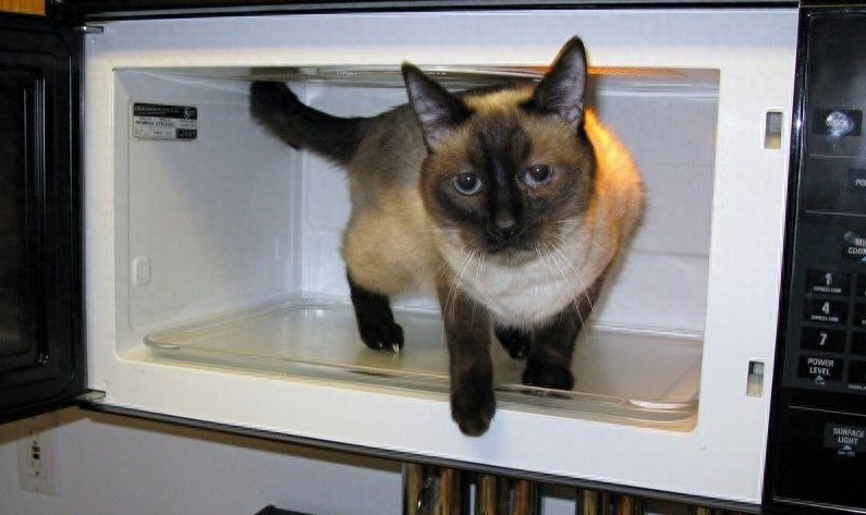 不敢想象:狠心主人把猫扔进微波炉加热,太残忍了