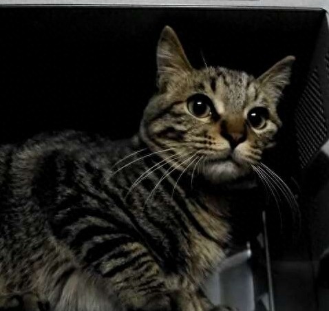 不敢想象:狠心主人把猫扔进微波炉加热,太残忍了