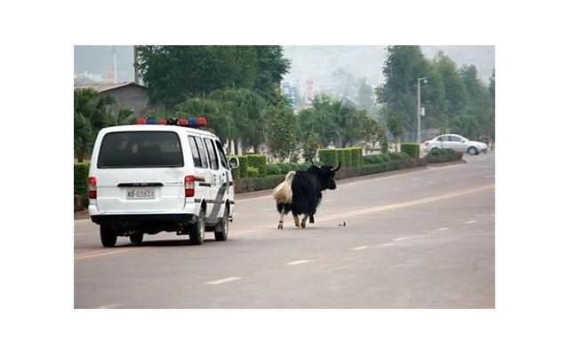 体育运动会班级口号(体育班运动会口号) 体育运动会班级口号(体育班运动会口号)