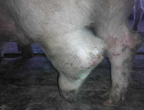 养猪技术大全猪病防治方法（这3种猪病最常见）(4)