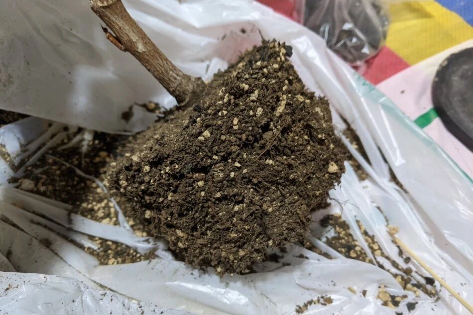 橡皮树掉叶子怎么办（橡皮树掉叶子的原因和处理方法）