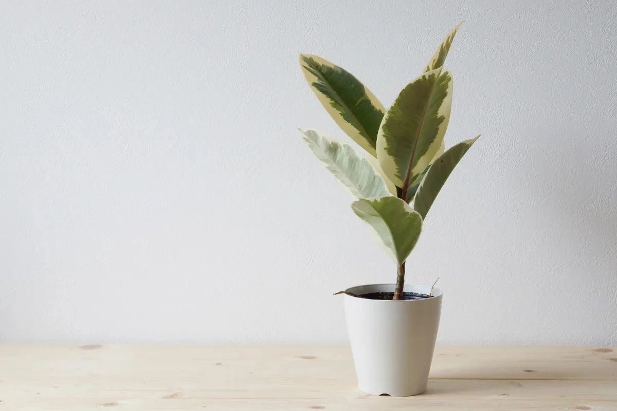 橡皮树掉叶子怎么办（橡皮树掉叶子的原因和处理方法）