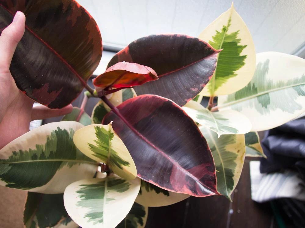 橡皮树掉叶子怎么办（橡皮树掉叶子的原因和处理方法）