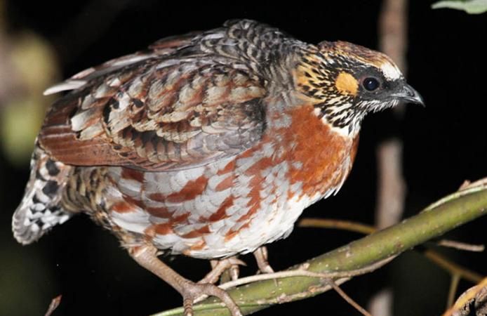 中国的动物大概有多少只