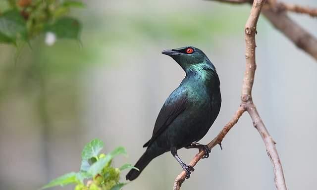 中国南方有哪些鸟类是受保护的