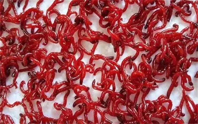 农村现在搞养殖养什么比较好（搞这4种养殖很有）(4)