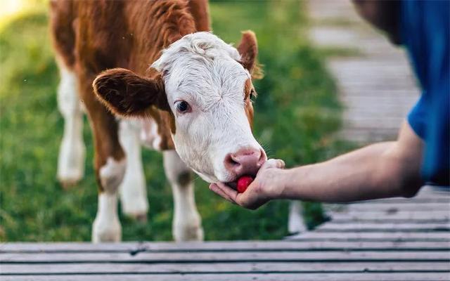 农村现在搞养殖养什么比较好（搞这4种养殖很有）(1)