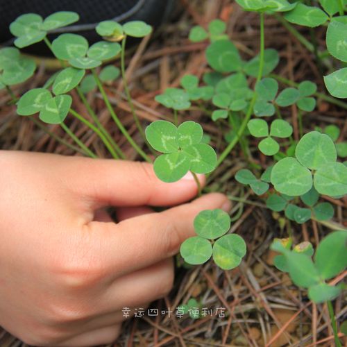 四叶草种子种植方法（四叶草种子种植方法是什么）