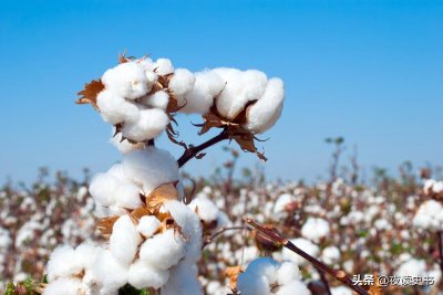 ​棉花的由来起源于哪里（棉花种植最早起源于哪个国家）